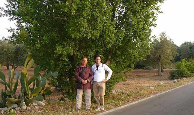 Scoperta in Salento la ''quercia elegante'':  l'unica al mondo